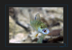 Ho! European perch by Sven Tramaux 